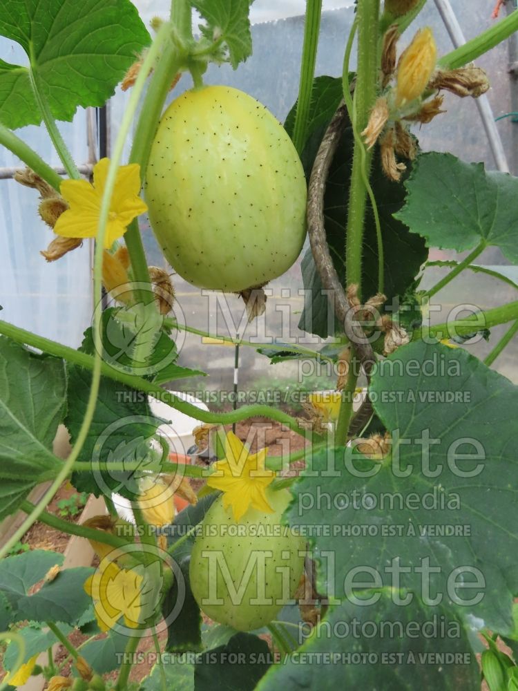 Cucumis Lemon (Cucumber) 4